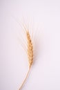 Single ear of wheat on white background isolated, macro Royalty Free Stock Photo