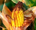 A single ear of yellow corn in a cornfield Royalty Free Stock Photo
