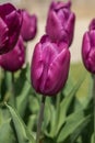 Single early tulip purple prince Royalty Free Stock Photo