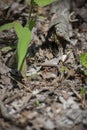 Earthworm on Forest Floor