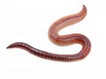 single earthworm isolated on white background, close up studio shot