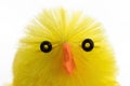 Single easter chick, isolated, close-up Royalty Free Stock Photo