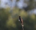A single Eastern Kingbird on a stick with green background