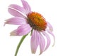 Single echinacea flower Royalty Free Stock Photo