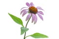 Single echinacea flower