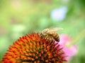 Single Echinacea flower with bee close-up outdoors Royalty Free Stock Photo
