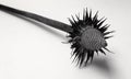 Single Echinacea purpura Seed Head isolated