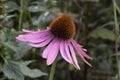 Single Echinacea purpurea flower in the garden
