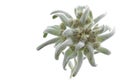 Single Edelweiss flower on white