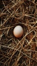 Single egg in a nest of hay Royalty Free Stock Photo