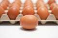 A single egg is placed in the middle of a carton of eggs Royalty Free Stock Photo