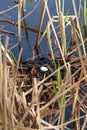 A single egg in a red necked grebe nest as parents leave to feed