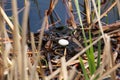 A single egg in a red necked grebe nest as parents leave to feed