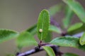 Single egg of the scarce swallowtail latin name: Iphiclides podalirius Royalty Free Stock Photo