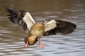 Single Egyptian Goose landing with a splash on a pond Royalty Free Stock Photo