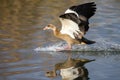 Single Egyptian Goose landing with a splash on a pond Royalty Free Stock Photo