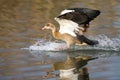 Single Egyptian Goose landing with a splash on a pond Royalty Free Stock Photo
