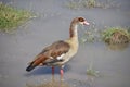 Single Egyptian Goose Wades in Swamp