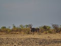 single Eland Antelope,Taurotragus oryx, standing in the arid landscape of Namibia Royalty Free Stock Photo