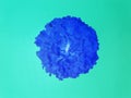 Single electric blue marigold on sea green turquoise background