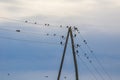 Single electricity pole with wires on the blue sky background.