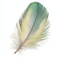 Single Elegant Bird Feather Green Yellow Soft Texture Nature art line form wing image macro light Royalty Free Stock Photo