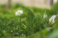 Single elegant daisy in green grass