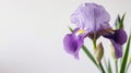 Single elegant iris on white background. Minimalistic design. Copy space