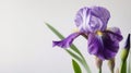 Single elegant iris on white background. Minimalistic design. Copy space