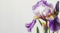 Single elegant iris on white background. Minimalistic design. Copy space