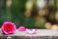 Single elegant pink color rose flower decorated with petals on wood table background, sweet valentine present concept