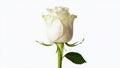 Single elegant white rose bud isolated on white background Royalty Free Stock Photo