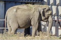 Single elephant african refrigeration in the summer Royalty Free Stock Photo