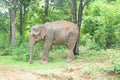 Single elephant baby captured in camera at dalma forest jamshedpur