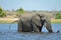 A single Elephant crossing Chobe River, at Chobe National Part in Botswana Royalty Free Stock Photo