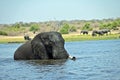 A single Elephant crossing Chobe River, at Chobe National Part in Botswana Royalty Free Stock Photo