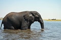 A single Elephant crossing Chobe River, at Chobe National Part in Botswana Royalty Free Stock Photo