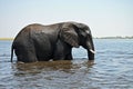 A single Elephant crossing Chobe River, at Chobe National Part in Botswana Royalty Free Stock Photo