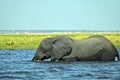 A single Elephant crossing Chobe River, at Chobe National Part in Botswana Royalty Free Stock Photo