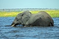 A single Elephant crossing Chobe River, at Chobe National Part in Botswana Royalty Free Stock Photo