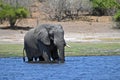 A single Elephant crossing Chobe River, at Chobe National Part in Botswana Royalty Free Stock Photo