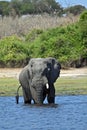 A single Elephant crossing Chobe River, at Chobe National Part in Botswana Royalty Free Stock Photo