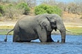 A single Elephant crossing Chobe River, at Chobe National Part in Botswana Royalty Free Stock Photo