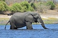 A single Elephant crossing Chobe River, at Chobe National Part in Botswana Royalty Free Stock Photo