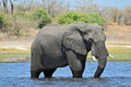 A single Elephant crossing Chobe River, at Chobe National Part in Botswana Royalty Free Stock Photo