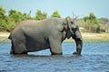 A single Elephant crossing Chobe River, at Chobe National Part in Botswana Royalty Free Stock Photo