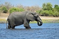 A single Elephant crossing Chobe River, at Chobe National Part in Botswana Royalty Free Stock Photo