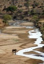 Single elephant drinking