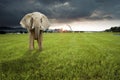 Single elephant on grassland with dawn