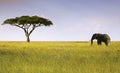 Elephant and Acacia Tree Serengeti National Park Royalty Free Stock Photo